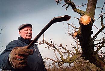 fruitbomen Dronten