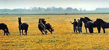 friese paarden met paardebloem