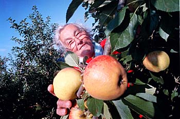 appels plukken door ouderen