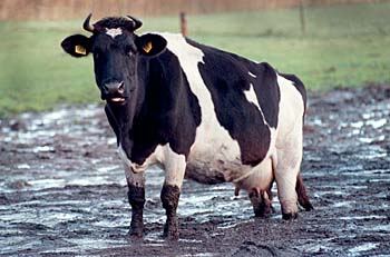 dierenmishandeling koe in modder